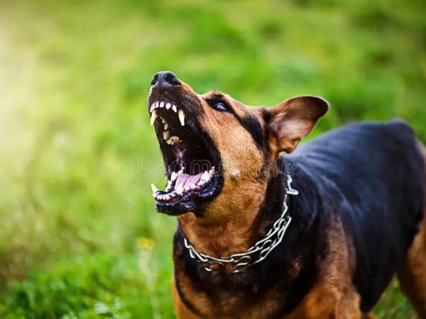 The Great Disappearin’ Machine, Case Study Three: “When the Dog Bites” – by Ronin&nbsp;Grey